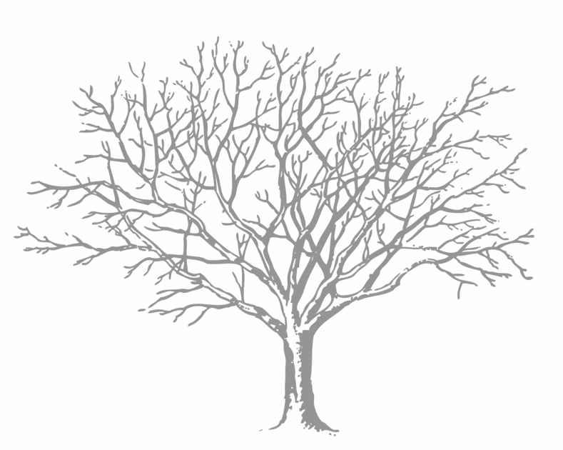 Picture of a tree in winter showing the branches